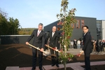 Symbol f�r den Neuanfang: Serowiecki-Gesch�ftsf�her Norman Memminger (m.) pflanzt gemeinsam mit Matthias Fischer und Norio Wakabayashi von Toyota den traditionellen japanischen Kirschbaum
